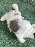 Puppy #8, a female Shih Tzu for sale in Chattanooga, TN – 3 of 3