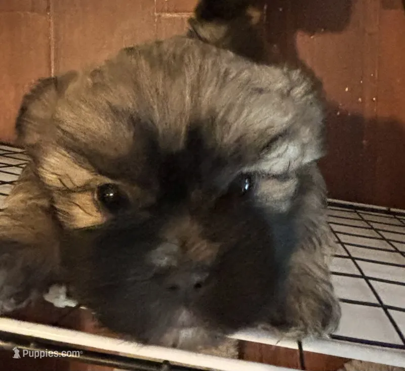 Male # 2  – Shih Tzu puppy for sale in Chattanooga, TN
