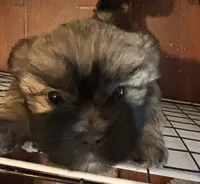 Male # 2 , a male Shih Tzu for sale in Chattanooga, TN – 1 of 3