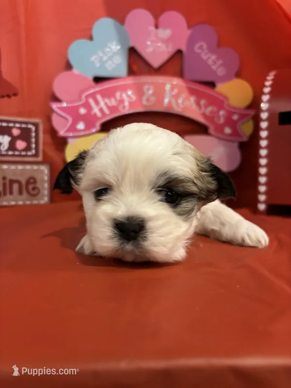 Male 2  – Shih Tzu puppy for sale in Chattanooga, TN