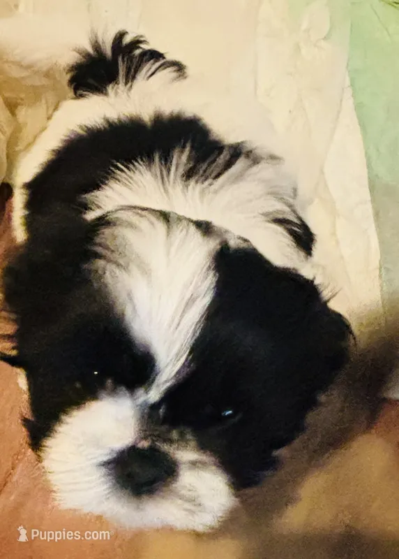 Male 1  – Shih Tzu puppy for sale in Chattanooga, TN