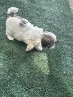 Puppy 6 - 8/5/26, a female Shih Tzu for sale in Chattanooga, TN – 2 of 2