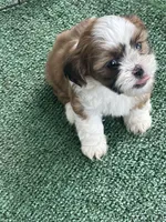 Puppy #1, a female Shih Tzu for sale in Chattanooga, TN – 2 of 3