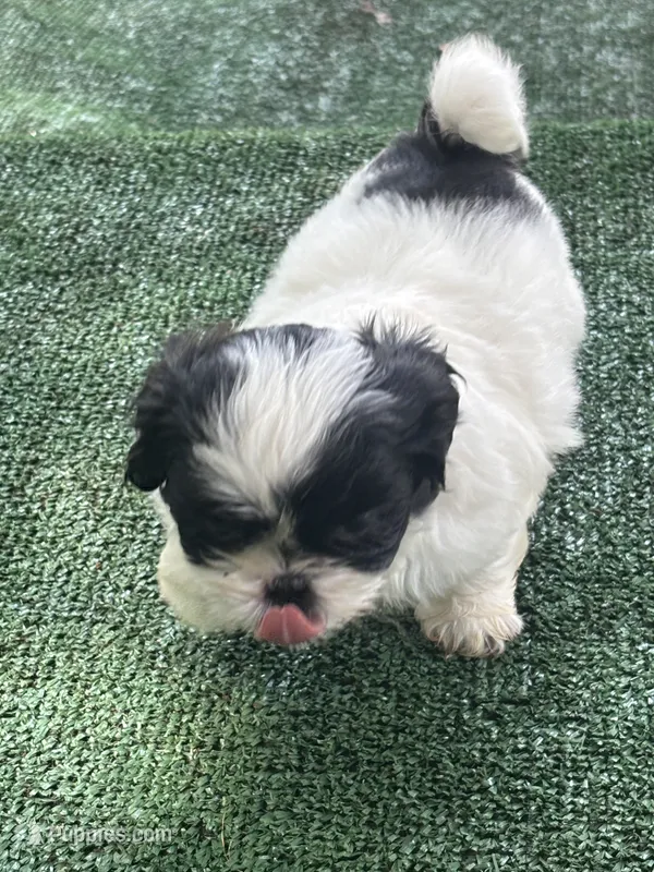 Puppy 3 - 8/5/26 – Shih Tzu puppy for sale in Chattanooga, TN