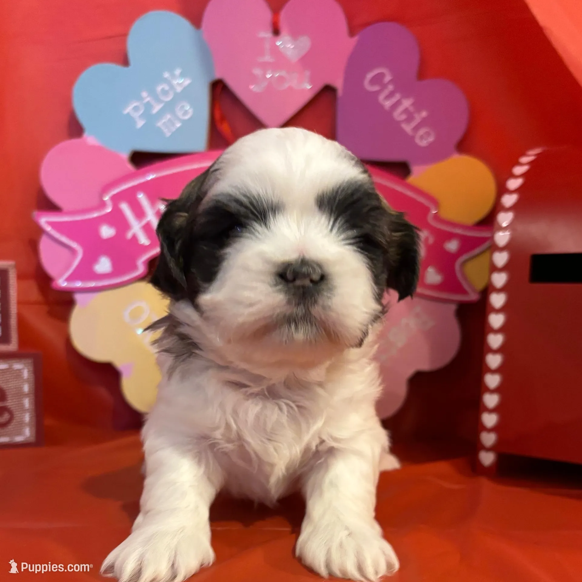 Male # 1  – Shih Tzu puppy for sale in Chattanooga, TN