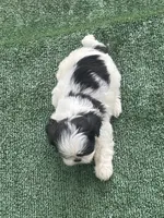 Puppy 2 - 8/5/26, a male Shih Tzu for sale in Chattanooga, TN – 2 of 2