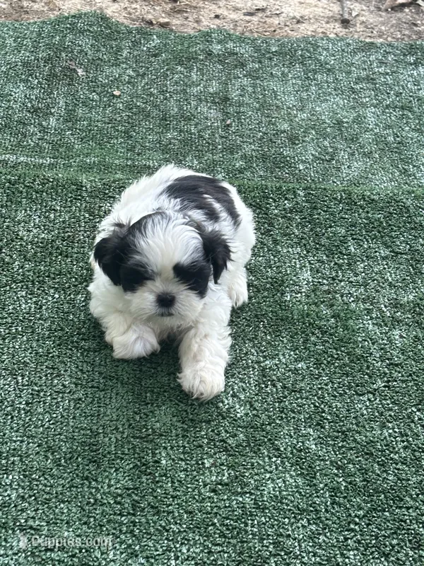Puppy 2 - 8/5/26 – Shih Tzu puppy for sale in Chattanooga, TN