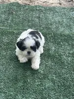 Puppy 2 - 8/5/26, a male Shih Tzu for sale in Chattanooga, TN – 1 of 2