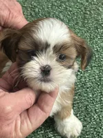 Puppy #1, a female Shih Tzu for sale in Chattanooga, TN – 1 of 3