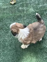 Puppy #7, a female Shih Tzu for sale in Chattanooga, TN – 2 of 2