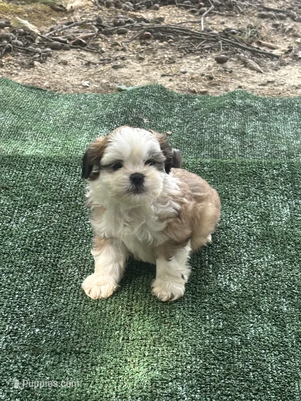 Puppy #7 – Shih Tzu puppy for sale in Chattanooga, TN