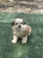 Puppy #7, a female Shih Tzu for sale in Chattanooga, TN – 1 of 2
