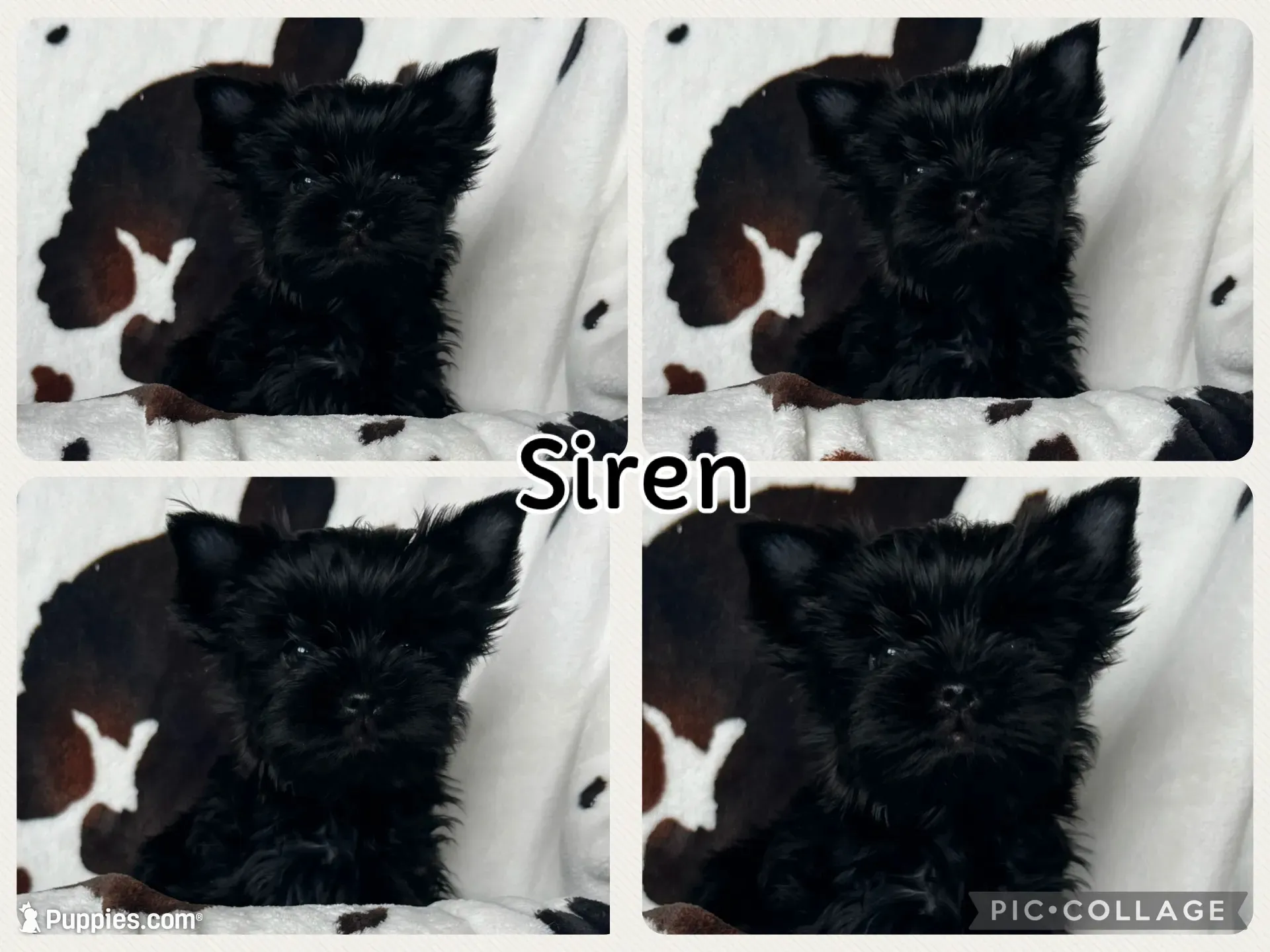 Siren , a male Yorkshire Terrier for sale in Kendallville, IN – 2 of 5