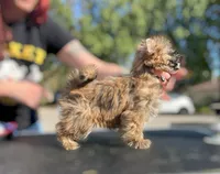 Ember, a female Shih Tzu and Yorkshire Terrier for sale in Kendallville, IN – 2 of 4