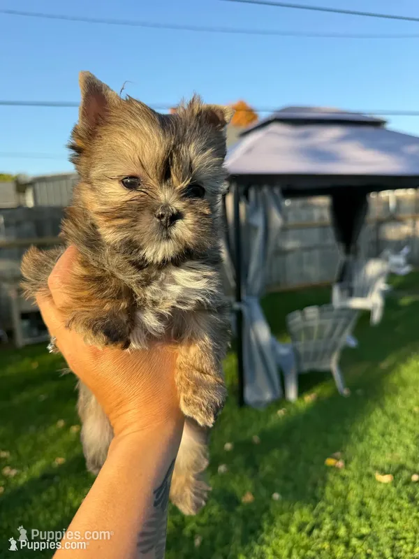Phoenix – Shih Tzu, Yorkshire Terrier puppy for sale in Kendallville, IN
