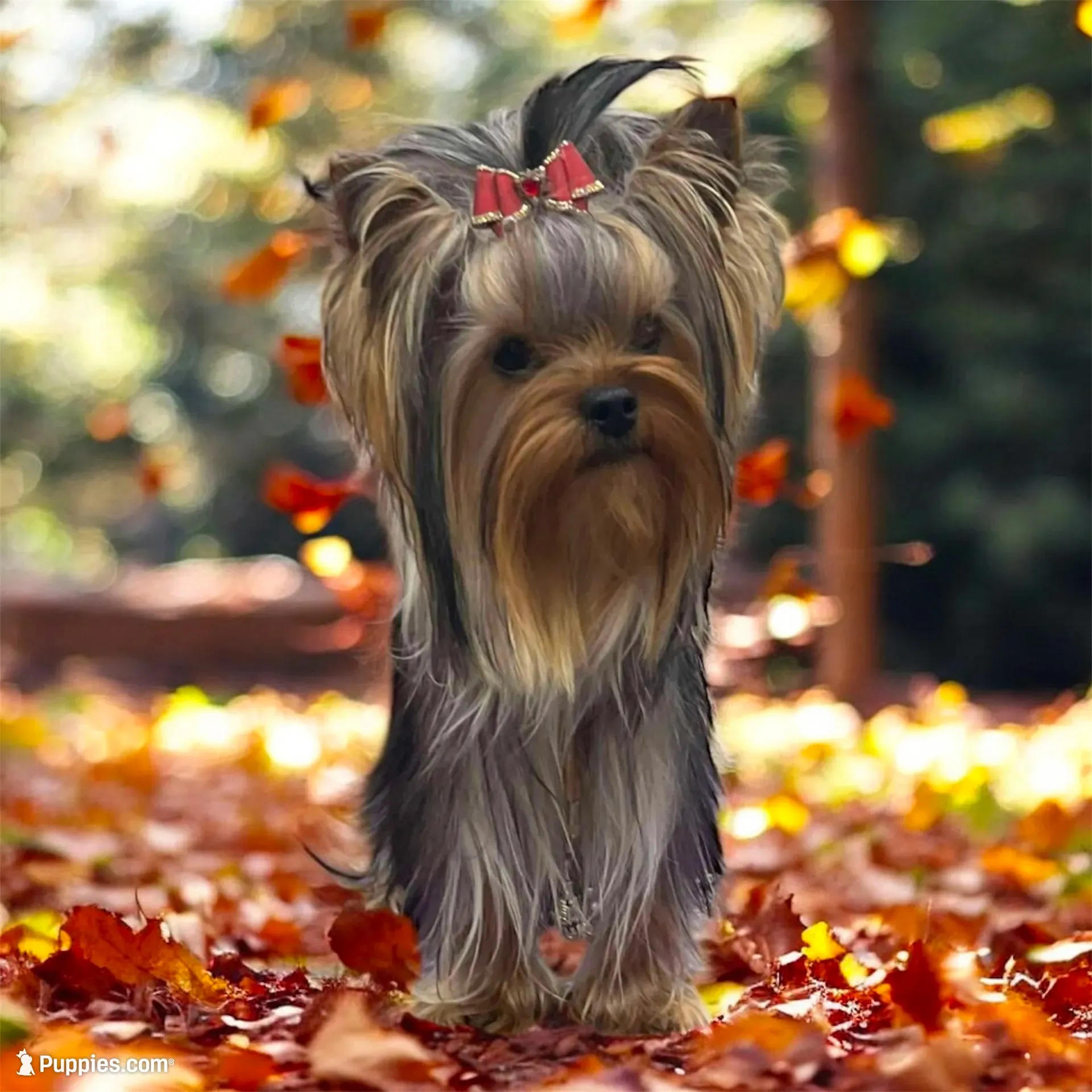 Kodi- Kardinal Greisful Sharm, a male Yorkshire Terrier for sale in Kendallville, IN – 3 of 9