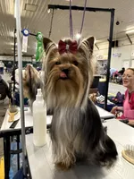 Kodi- Kardinal Greisful Sharm, a male Yorkshire Terrier for sale in Kendallville, IN – 5 of 9