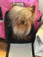 Kodi- Kardinal Greisful Sharm, a male Yorkshire Terrier for sale in Kendallville, IN – 8 of 9