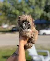 Ember, a female Shih Tzu and Yorkshire Terrier for sale in Kendallville, IN – 1 of 4