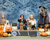 Kodi- Kardinal Greisful Sharm, a male Yorkshire Terrier for sale in Kendallville, IN – 2 of 9