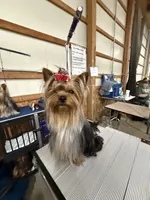 Kodi- Kardinal Greisful Sharm, a male Yorkshire Terrier for sale in Kendallville, IN – 9 of 9
