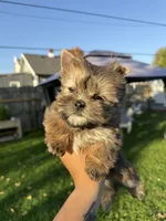 Phoenix, a male Shih Tzu and Yorkshire Terrier for sale in Kendallville, IN – 5 of 5