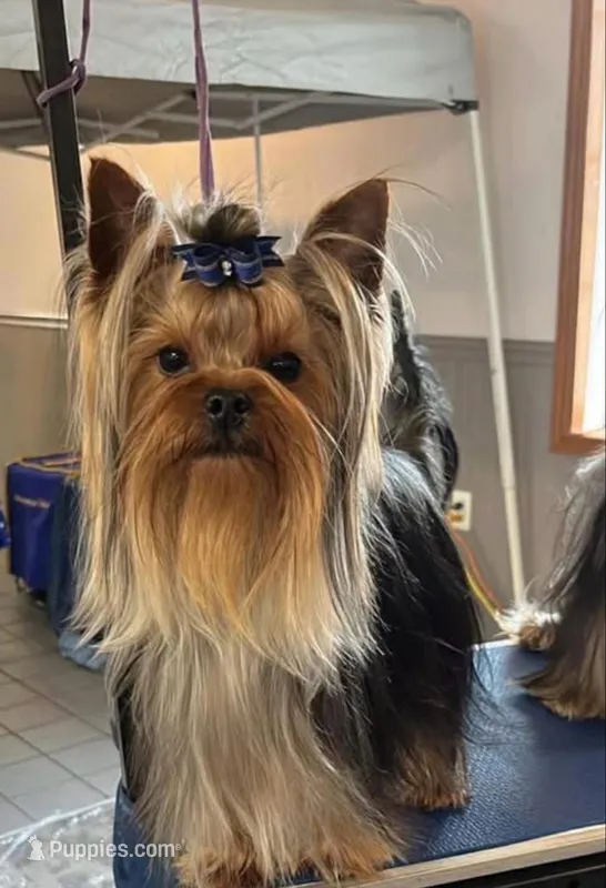 Kodi- Kardinal Greisful Sharm – Yorkshire Terrier puppy for sale in Kendallville, IN