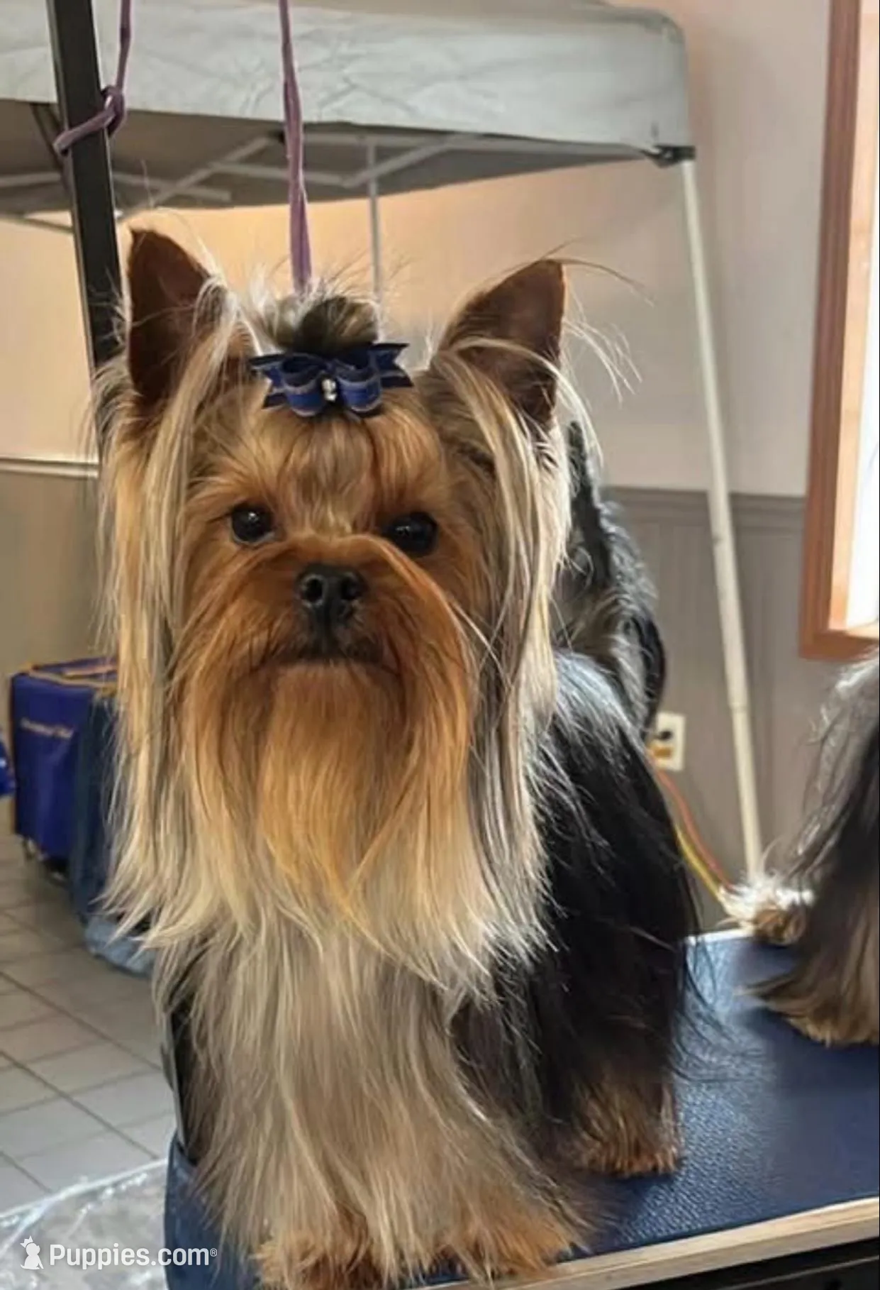 Kodi- Kardinal Greisful Sharm, a male Yorkshire Terrier for sale in Kendallville, IN – 1 of 9