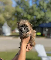 Ember, a female Shih Tzu and Yorkshire Terrier for sale in Kendallville, IN – 3 of 4