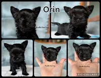 Orin , a male Yorkshire Terrier for sale in Kendallville, IN – 3 of 5