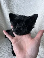 Orin , a male Yorkshire Terrier for sale in Kendallville, IN – 5 of 5