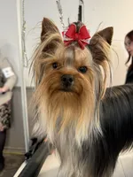 Kodi- Kardinal Greisful Sharm, a male Yorkshire Terrier for sale in Kendallville, IN – 6 of 9