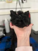Siren , a male Yorkshire Terrier for sale in Kendallville, IN – 4 of 5