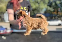 Miso, a female Shih Tzu and Yorkshire Terrier for sale in Kendallville, IN – 3 of 7