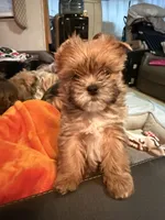 Miso, a female Shih Tzu and Yorkshire Terrier for sale in Kendallville, IN – 5 of 7
