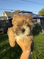 Miso, a female Shih Tzu and Yorkshire Terrier for sale in Kendallville, IN – 6 of 7