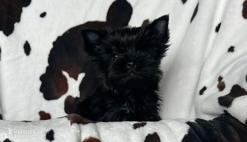 Siren  – Yorkshire Terrier puppy for sale in Kendallville, IN