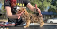 Phoenix, a male Shih Tzu and Yorkshire Terrier for sale in Kendallville, IN – 2 of 5