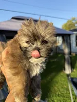 Ember, a female Shih Tzu and Yorkshire Terrier for sale in Kendallville, IN – 4 of 4