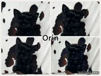 Orin , a male Yorkshire Terrier for sale in Kendallville, IN – 4 of 5