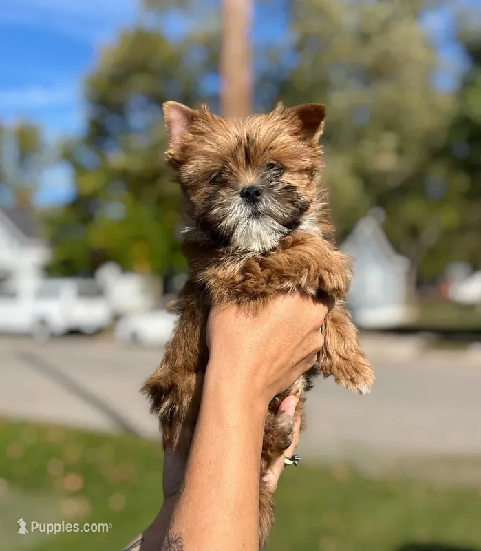 Miso – Shih Tzu, Yorkshire Terrier puppy for sale in Kendallville, IN