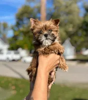 Miso, a female Shih Tzu and Yorkshire Terrier for sale in Kendallville, IN – 1 of 7