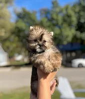 Phoenix, a male Shih Tzu and Yorkshire Terrier for sale in Kendallville, IN – 3 of 5
