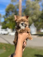 Miso, a female Shih Tzu and Yorkshire Terrier for sale in Kendallville, IN – 2 of 7