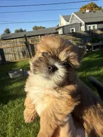 Miso, a female Shih Tzu and Yorkshire Terrier for sale in Kendallville, IN – 7 of 7