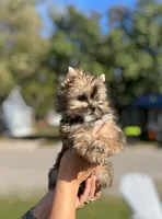 Phoenix, a male Shih Tzu and Yorkshire Terrier for sale in Kendallville, IN – 4 of 5