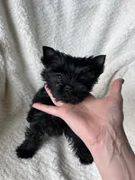 Siren , a male Yorkshire Terrier for sale in Kendallville, IN – 3 of 5
