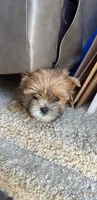 Miso, a female Shih Tzu and Yorkshire Terrier for sale in Kendallville, IN – 4 of 7