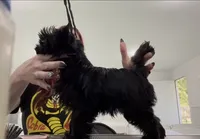 Orin , a male Yorkshire Terrier for sale in Kendallville, IN – 2 of 5