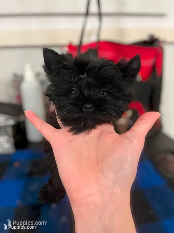Orin  – Yorkshire Terrier puppy for sale in Kendallville, IN